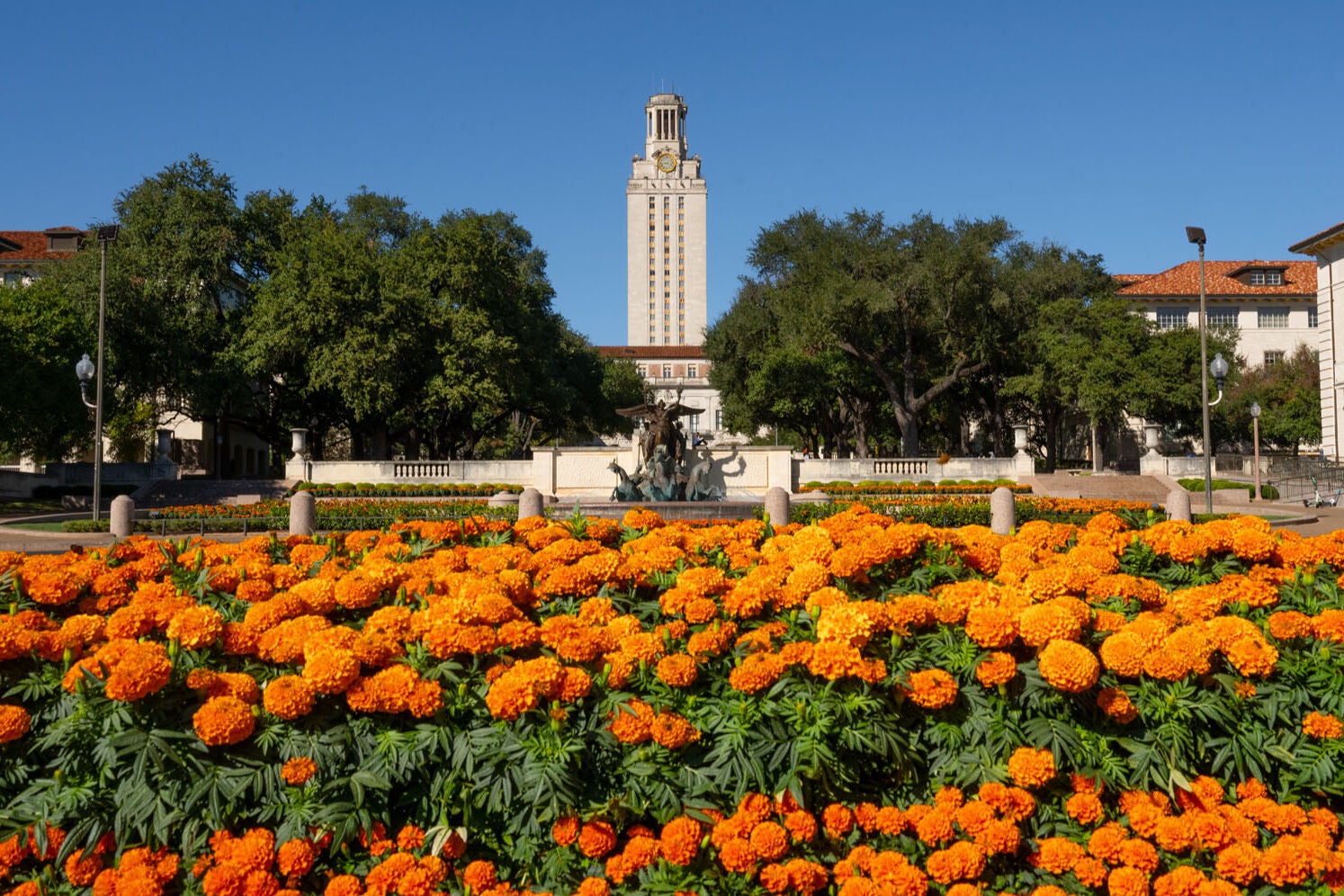 UT Tower and University Ave. with orange flowers in the foreground on sunny blue sky day