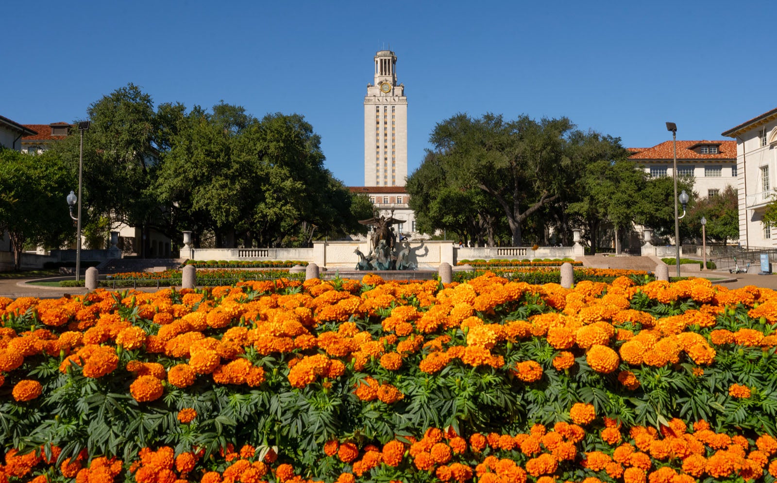 UT Tower and University Ave. with orange flowers in the foreground on sunny blue sky day